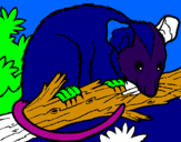 Disegno Scoiattolo Possum marsupiale pitturato su riccardo