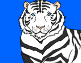 Disegno Tigre pitturato su Tigre Bianca