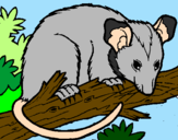 Disegno Scoiattolo Possum marsupiale pitturato su gabriele