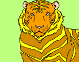 Disegno Tigre pitturato su florence