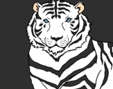 Disegno Tigre pitturato su Arianna