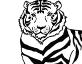Disegno Tigre pitturato su gabriele