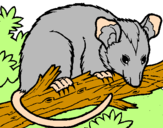 Disegno Scoiattolo Possum marsupiale pitturato su noemi
