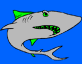 Disegno Squalo pitturato su lo squalo