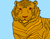 Disegno Tigre pitturato su daniel    lorenzo 