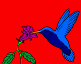 Disegno Colibrì con un fiore  pitturato su aurora