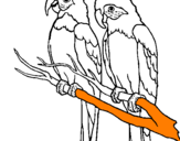 Disegno Pappagalli  pitturato su pappagalli