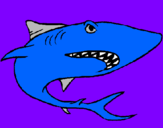 Disegno Squalo pitturato su squalo