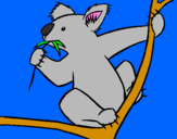 Disegno Koala  pitturato su Demetrio