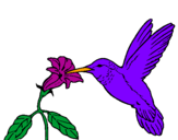 Disegno Colibrì con un fiore  pitturato su federica grazioli