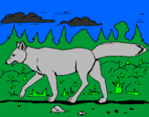 Disegno Coyote pitturato su lollo