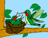 Disegno Famiglia colibrì  pitturato su elisa  02