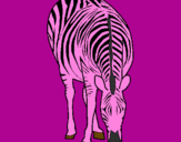 Disegno Zebra  pitturato su vincenzo somma