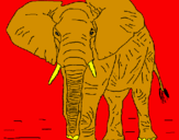 Disegno Elefante  pitturato su vincenzo somma