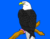Disegno Aquila su un ramo pitturato su paolo  andrea
