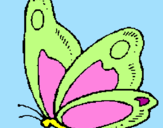 Disegno Farfalla  pitturato su lilly