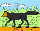 Disegno Coyote pitturato su annamaura