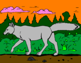 Disegno Coyote pitturato su bianca fo