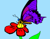 Disegno Farfalla su un fiore pitturato su emanuelebz