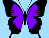 Disegno Farfalla con le ali nere pitturato su federica grazioli