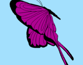 Disegno Farfalla con grandi ali pitturato su federica grazioli