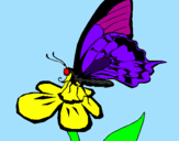 Disegno Farfalla su un fiore pitturato su andrea  perini