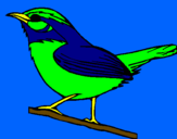 Disegno Uccello selvatico pitturato su ALESSANDRO