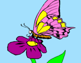 Disegno Farfalla sul fiore  pitturato su elisa perini