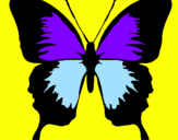 Disegno Farfalla con le ali nere pitturato su azzum