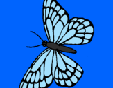 Disegno Farfalla  pitturato su MAR