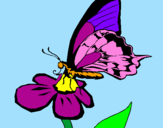 Disegno Farfalla su un fiore pitturato su FLAVIA