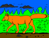 Disegno Coyote pitturato su matteo