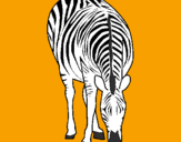Disegno Zebra  pitturato su Maurizio Fuselli
