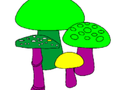 Disegno Funghi pitturato su mart