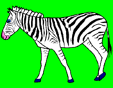 Disegno Zebra  pitturato su luce