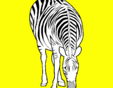 Disegno Zebra  pitturato su stefano 11 maggio