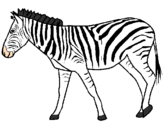 Disegno Zebra  pitturato su Luca