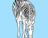 Disegno Zebra  pitturato su filippo agnoletti