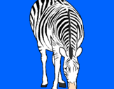 Disegno Zebra  pitturato su alysèe eclaudio