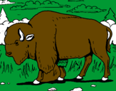 Disegno Bufalo  pitturato su renato