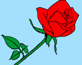 Disegno Rosa  pitturato su rosa da Emanuela