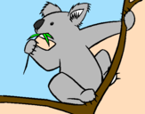 Disegno Koala  pitturato su matty