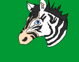 Disegno Zebra II pitturato su gaya