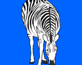 Disegno Zebra  pitturato su gaya
