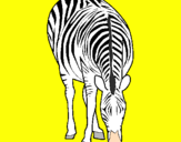 Disegno Zebra  pitturato su ALEX