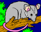 Disegno Scoiattolo Possum marsupiale pitturato su ALEX