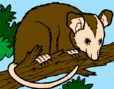 Disegno Scoiattolo Possum marsupiale pitturato su Emma