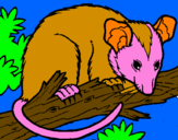 Disegno Scoiattolo Possum marsupiale pitturato su ambra