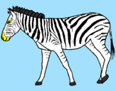 Disegno Zebra  pitturato su ALEX