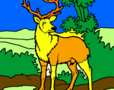 Disegno Cervo adulto  pitturato su ambra